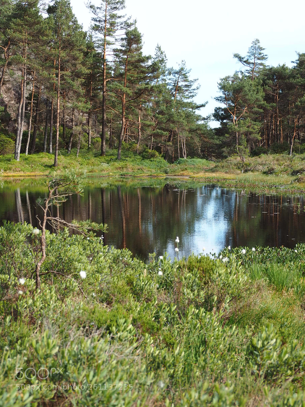 Olympus OM-D E-M1 sample photo. Forest pond photography