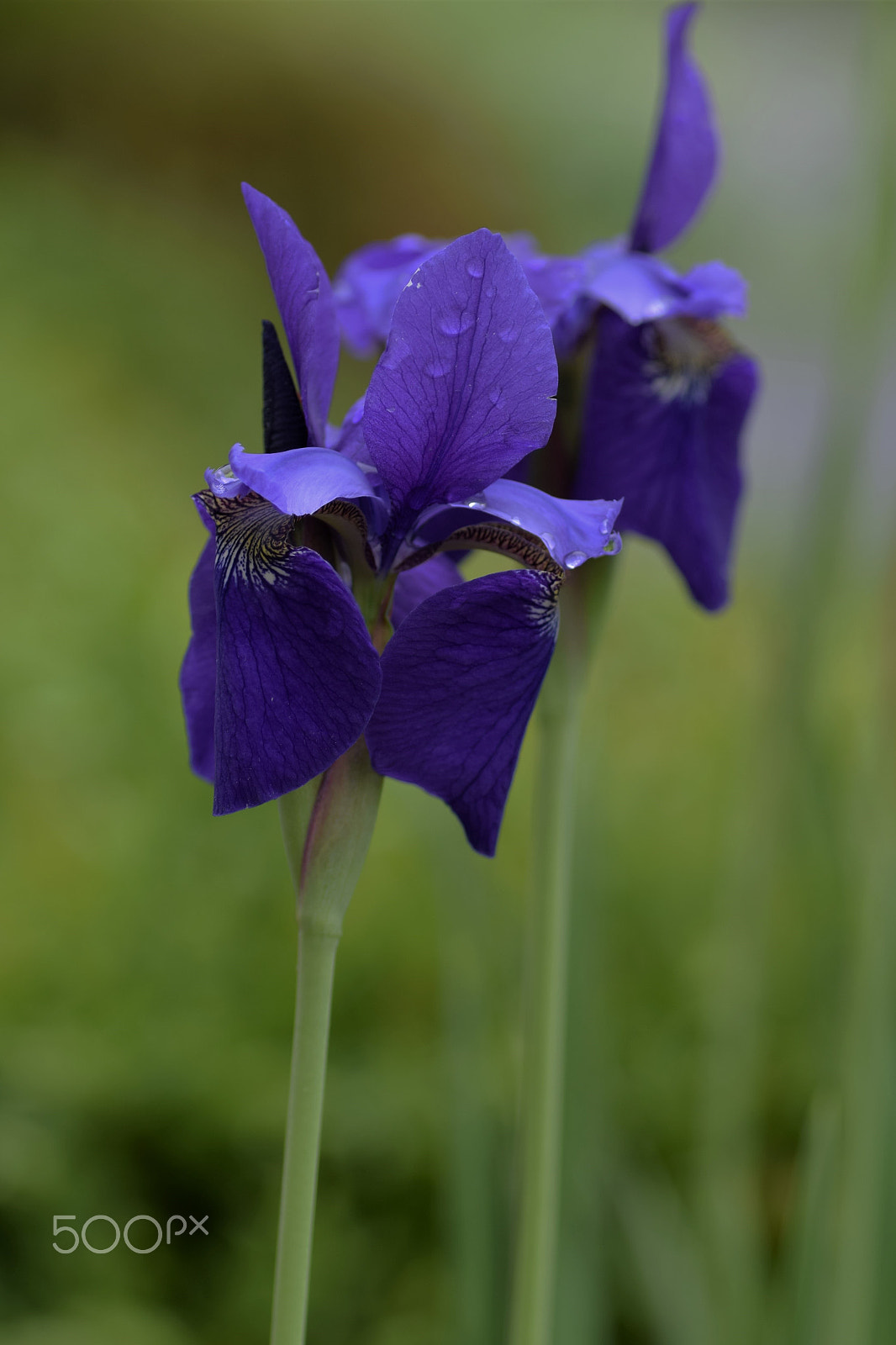 Nikon D3300 sample photo. Purple photography