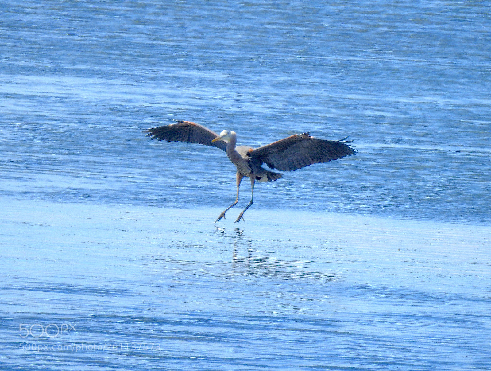 Nikon Coolpix P900 sample photo. Heron photography