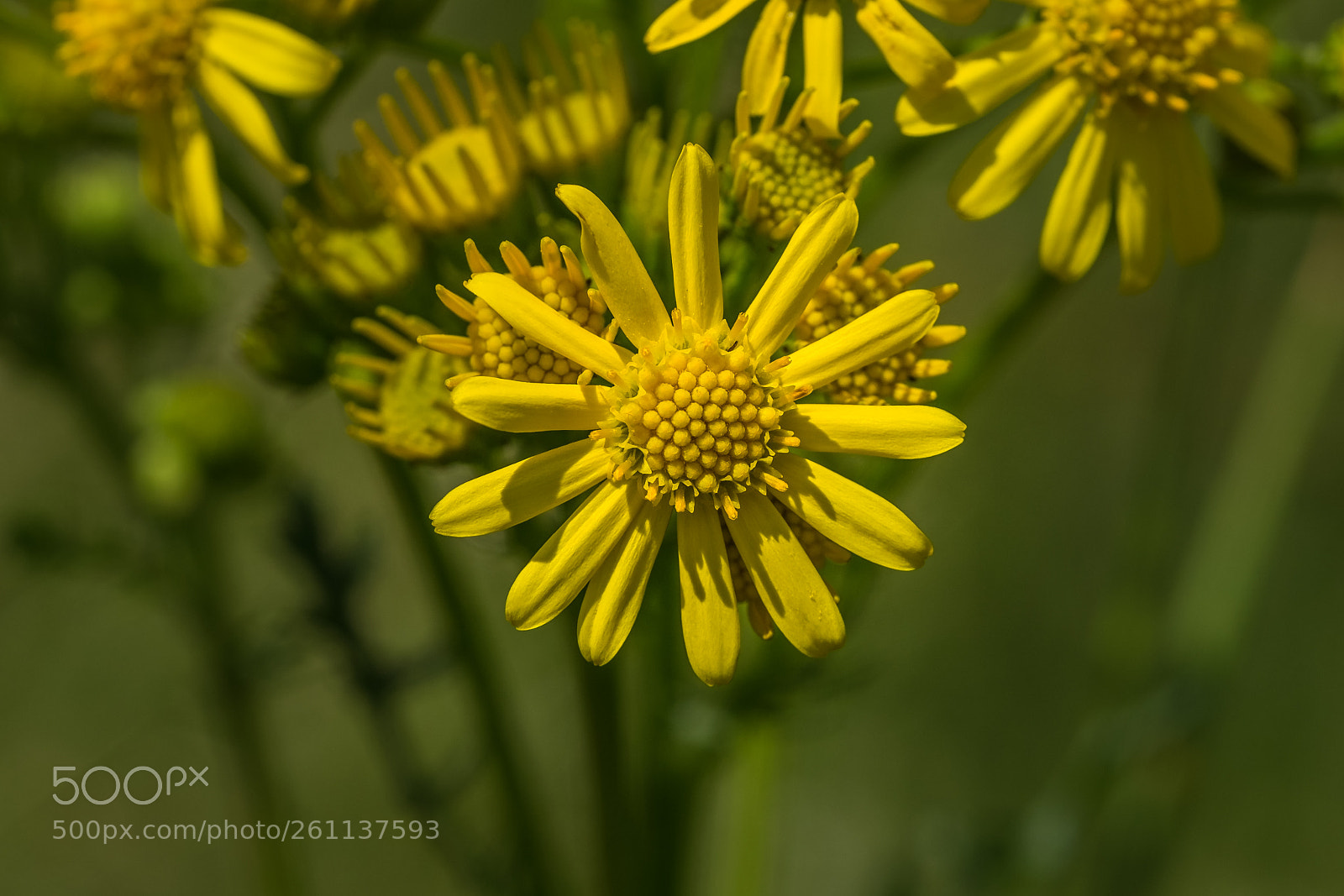 Fujifilm X-T1 sample photo. Jakobs greiskraut (senecio jacobaea) photography