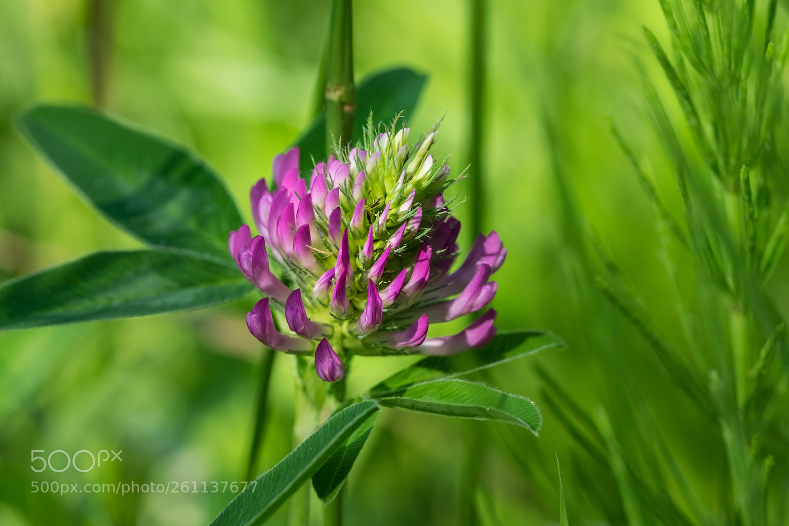 Fujifilm X-T1 sample photo. Wiesenklee (trifolium pratense) photography