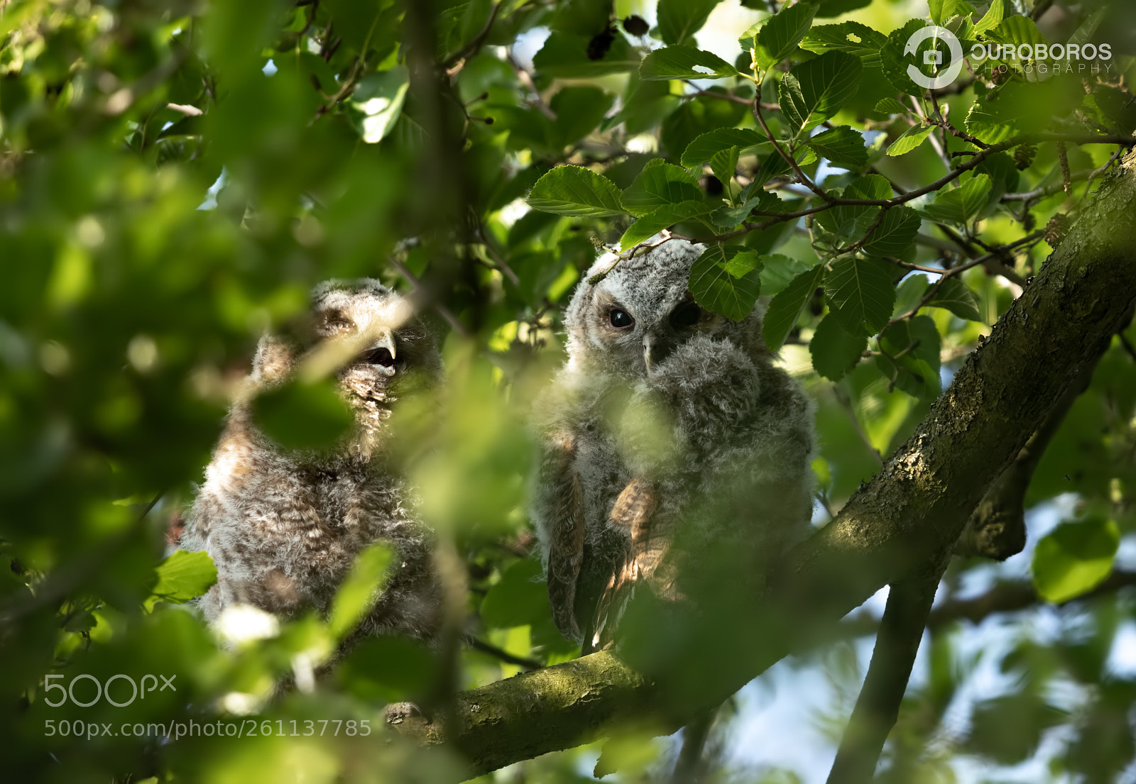 Canon EOS 5D Mark IV sample photo. Tawny owl (strix aluco) photography