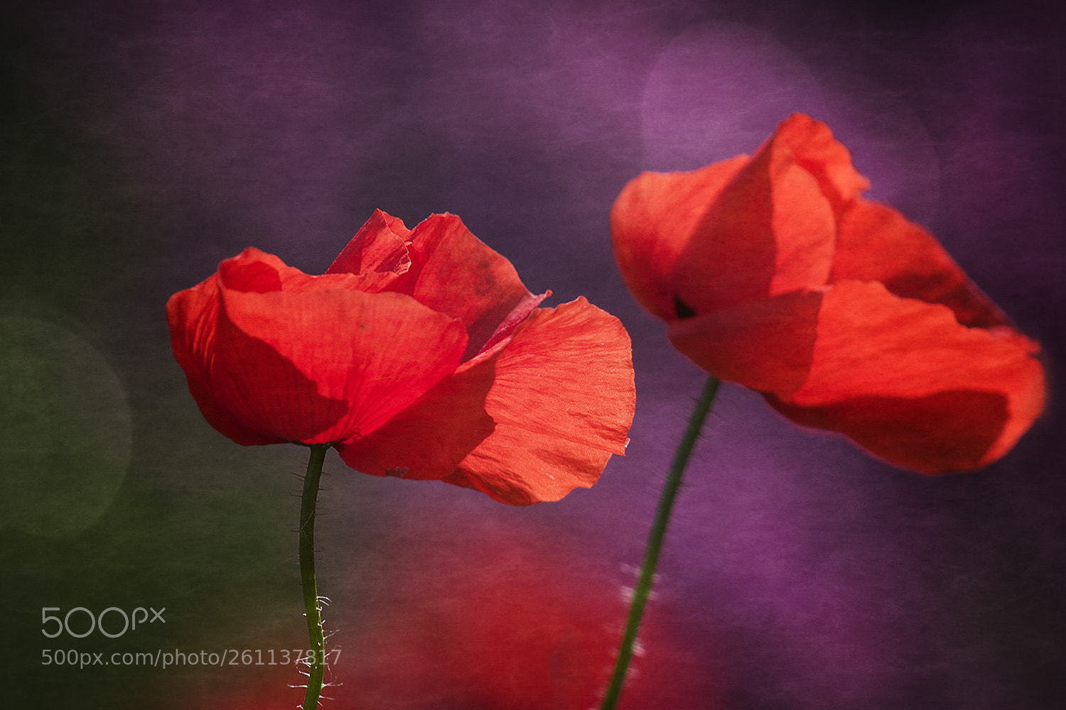 Canon EOS 40D sample photo. Twins photography