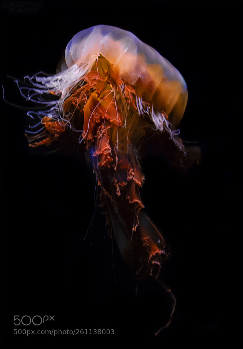 Fujifilm X-T2 sample photo. Jellyfish photography