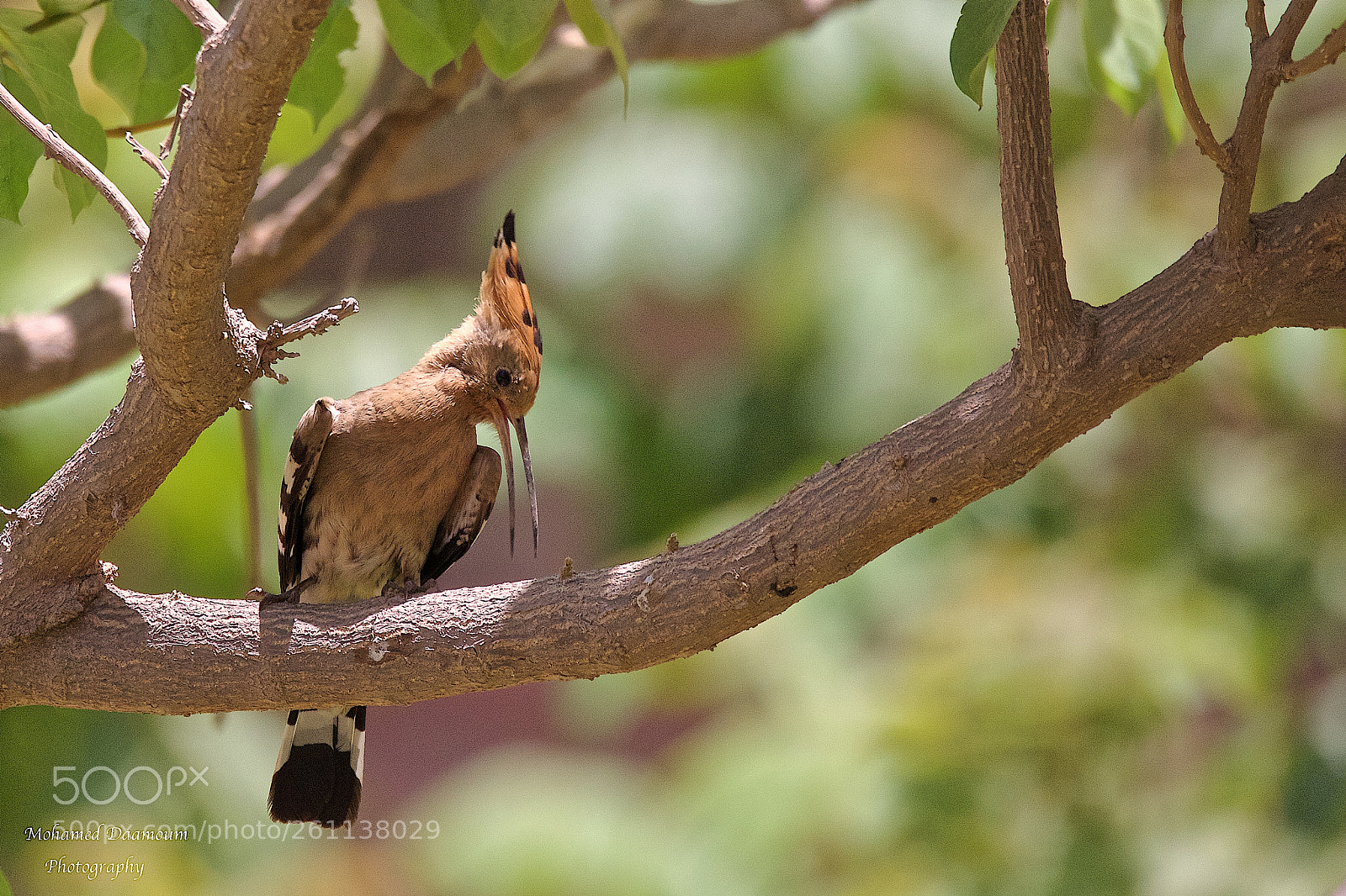 Canon EOS 7D Mark II sample photo. Bird under shade of photography
