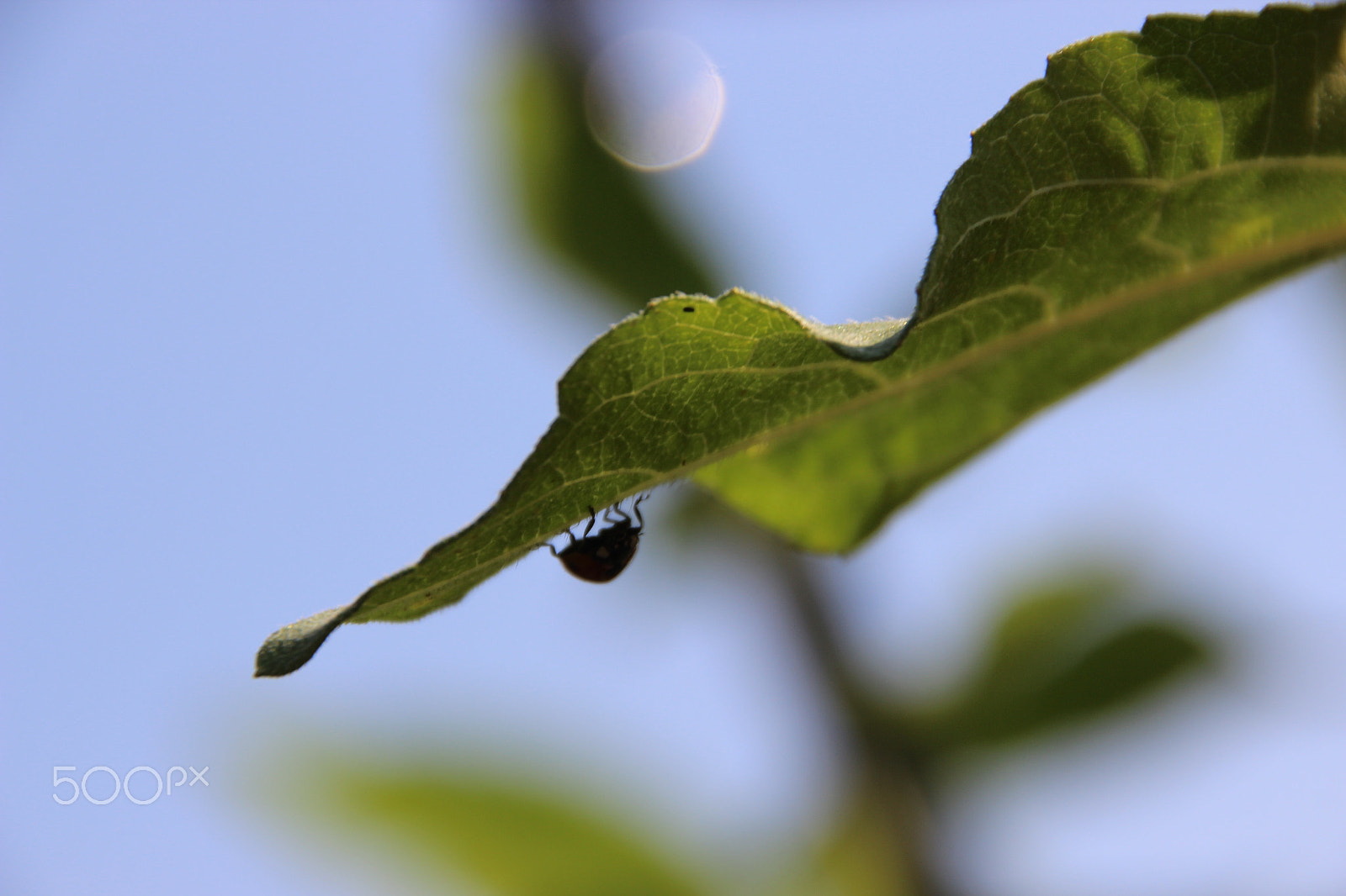 Canon EOS 600D (Rebel EOS T3i / EOS Kiss X5) sample photo. Ladybug crawls on plant - silhouette photography