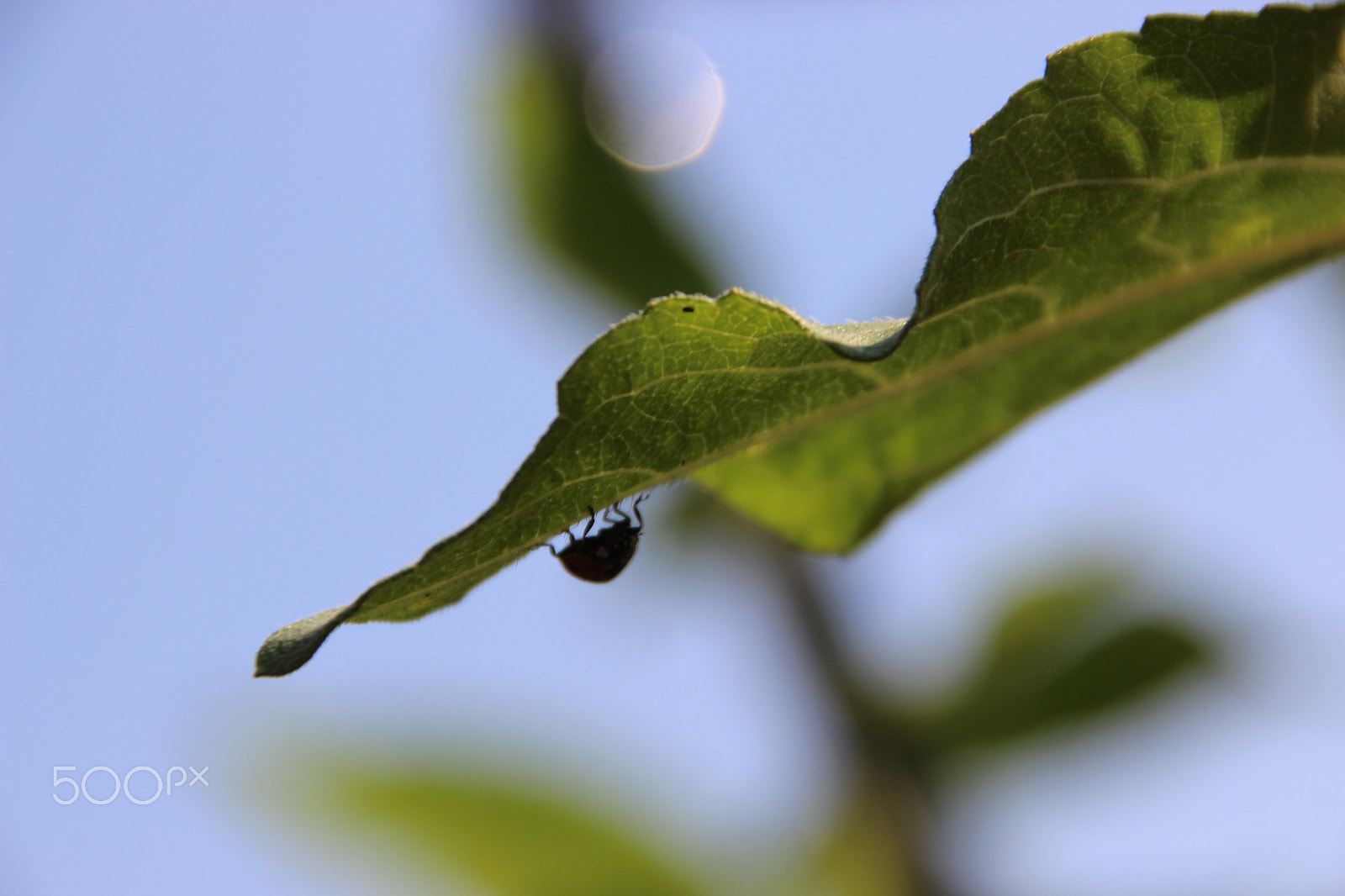 Canon EOS 600D (Rebel EOS T3i / EOS Kiss X5) + Tamron AF 18-250mm F3.5-6.3 Di II LD Aspherical (IF) Macro sample photo. Ladybug crawls on plant - silhouette photography