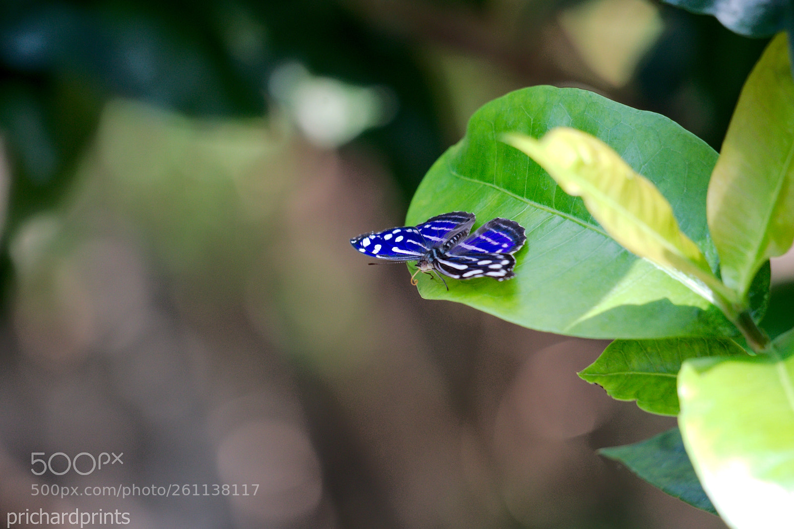 Canon EOS 6D sample photo. Blue butterfly photography