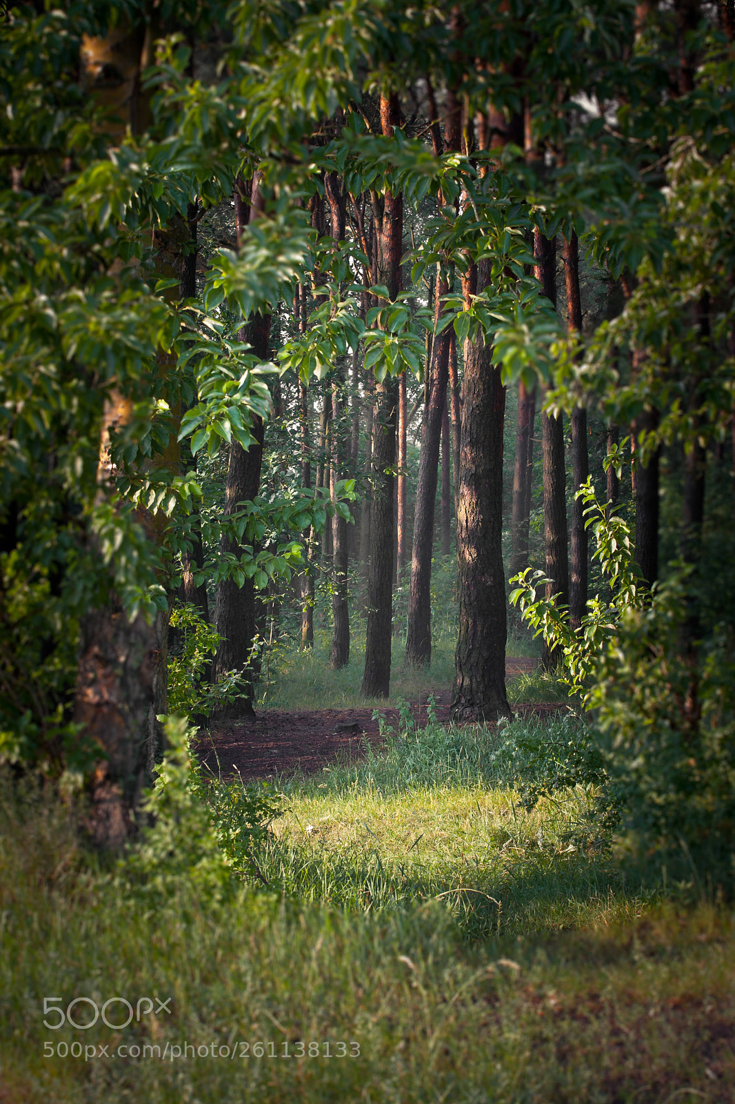 Canon EOS 40D sample photo. Entrance to the forest photography