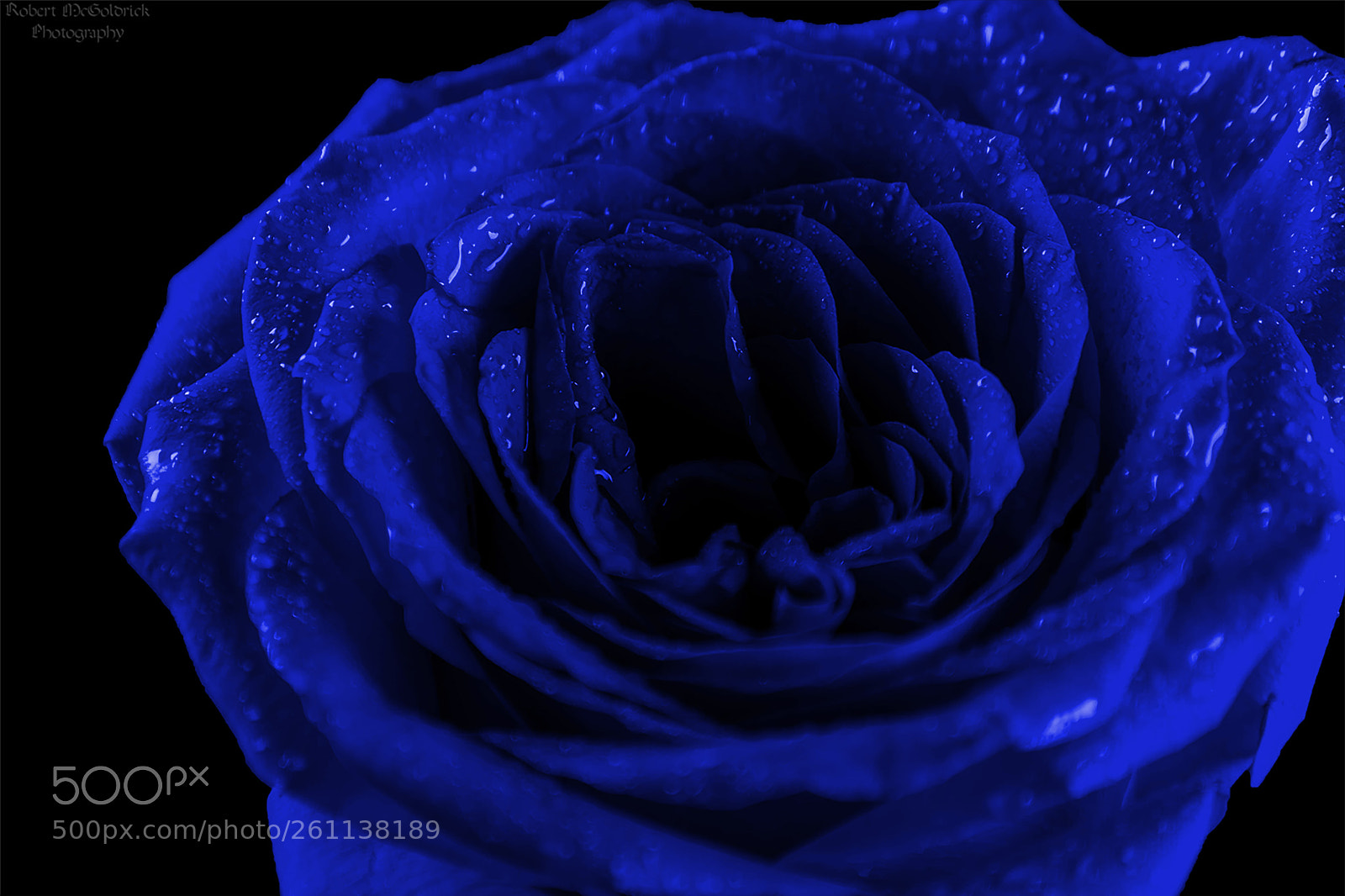Nikon D3400 sample photo. The blues (macro) photography
