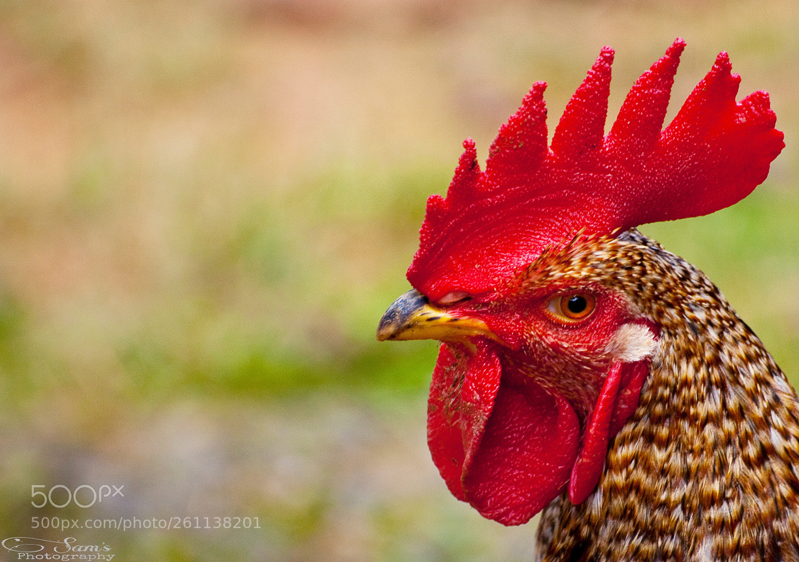 Canon EOS 5D Mark II sample photo. Rooster  photography
