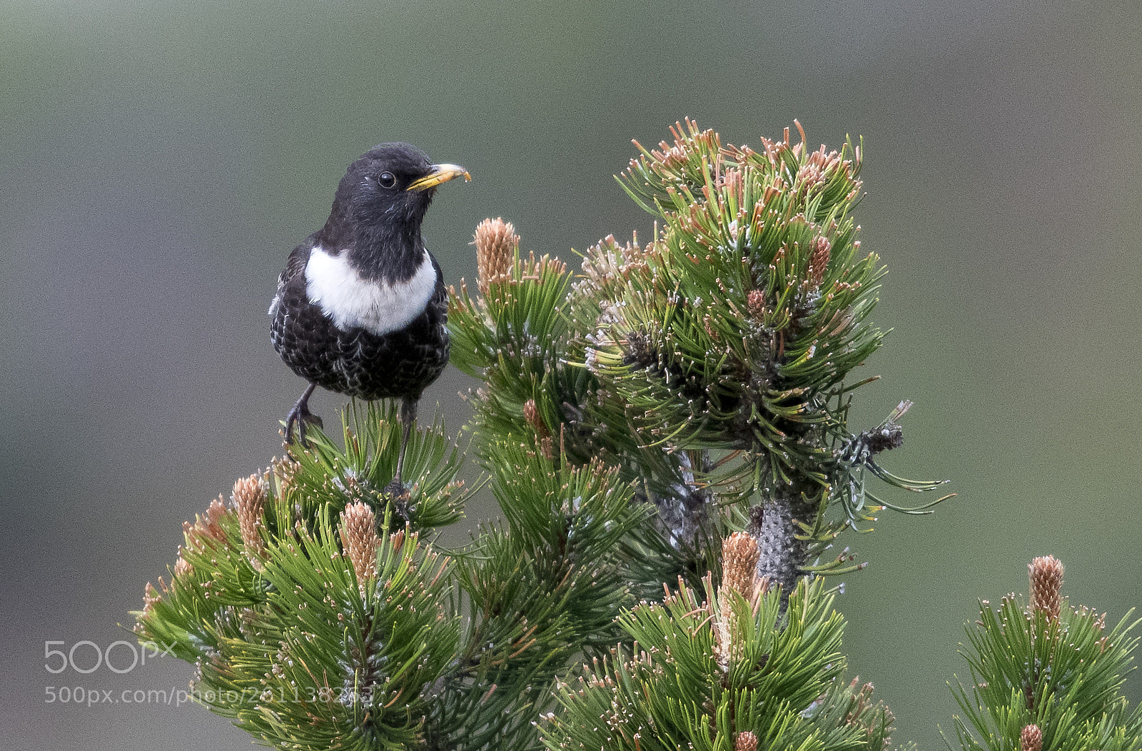 Nikon D850 sample photo. Turdus torquatus photography