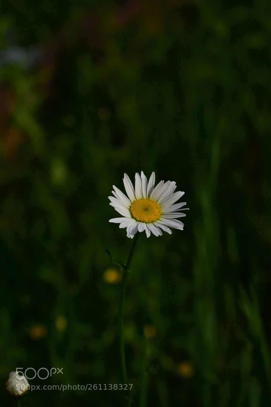 Nikon D3400 sample photo. Untitled photography