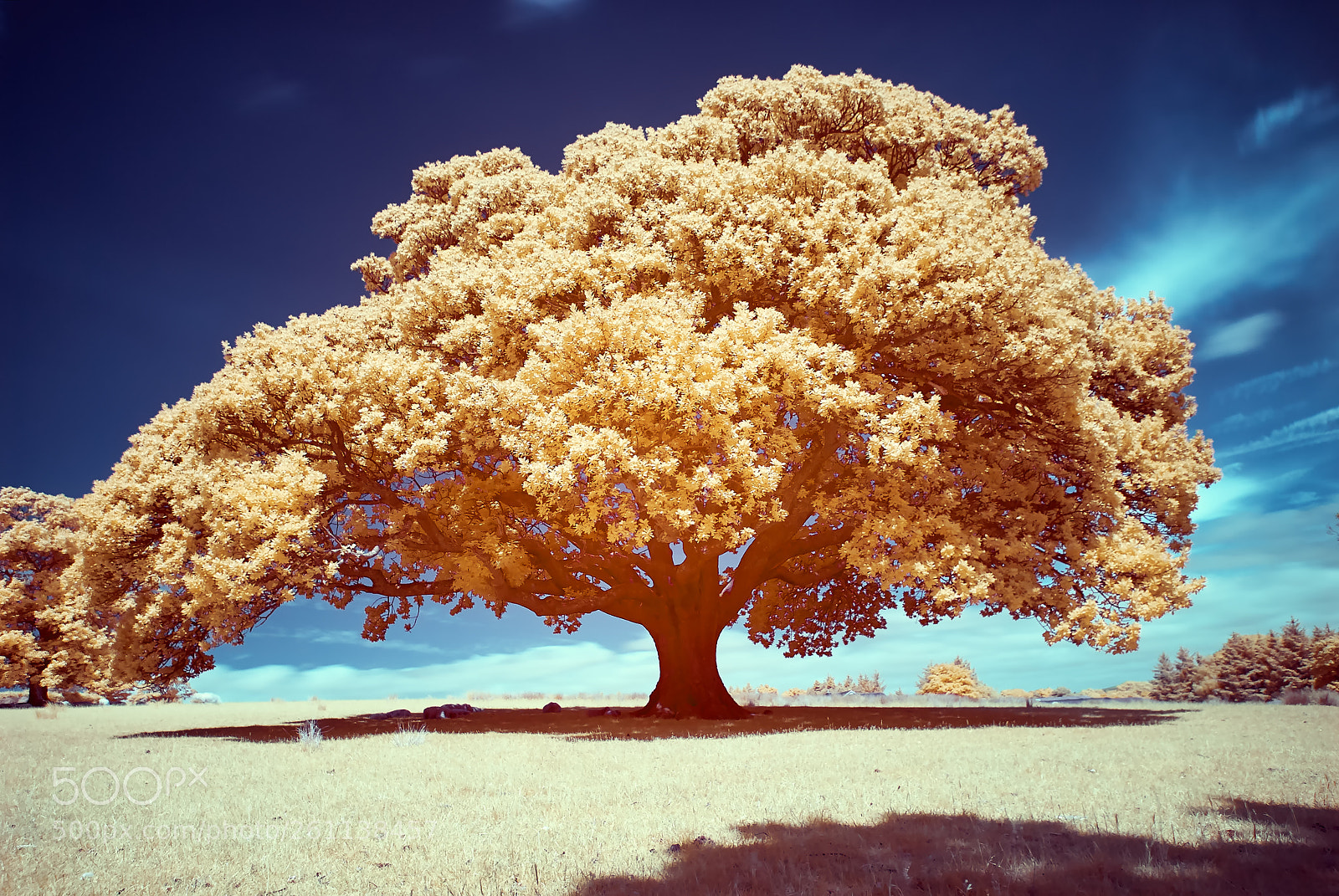 Nikon D200 sample photo. Oak tree infared 590nm photography
