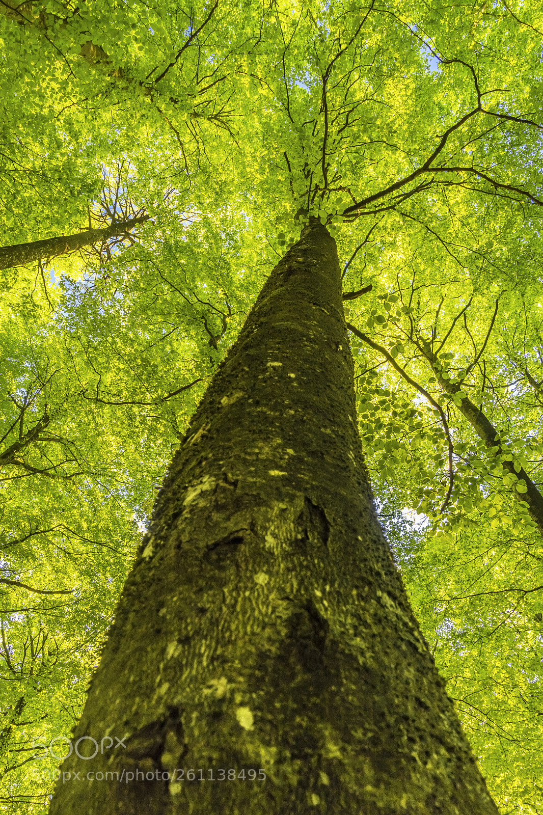 Sony a7R sample photo. Along the wood photography