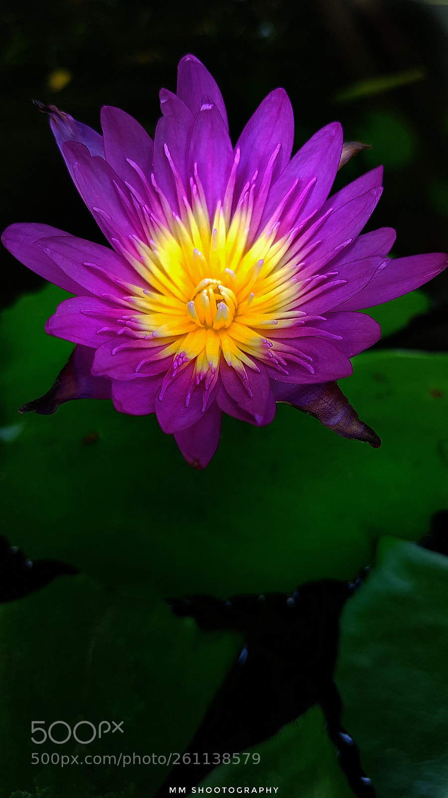 Samsung Galaxy S8+ sample photo. Macro mobile click photography