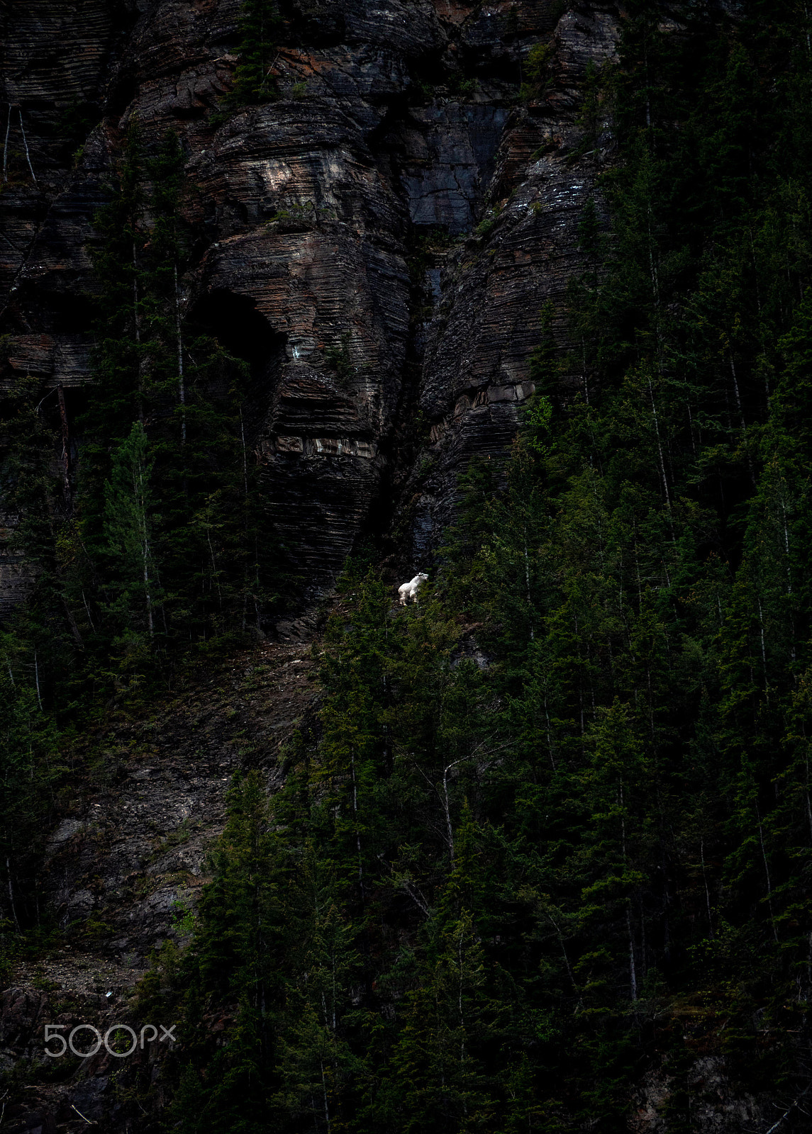 Panasonic Lumix DC-GH5 sample photo. Mountain goat photography