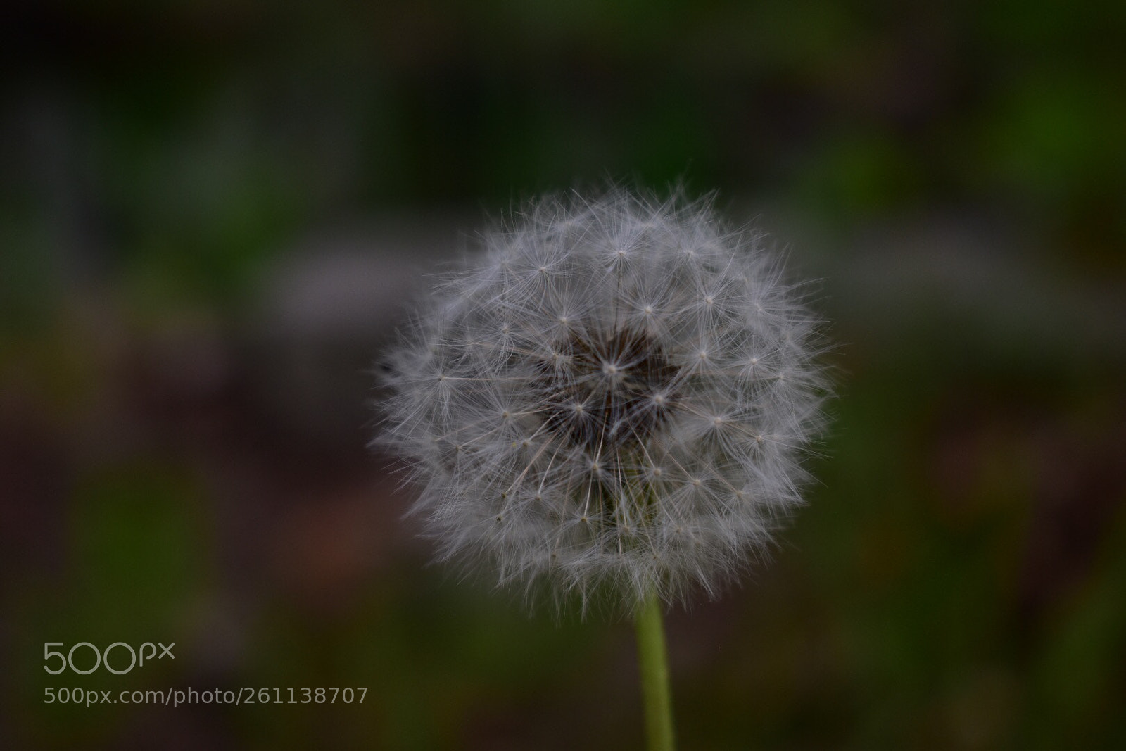 Nikon D3400 sample photo. Untitled photography