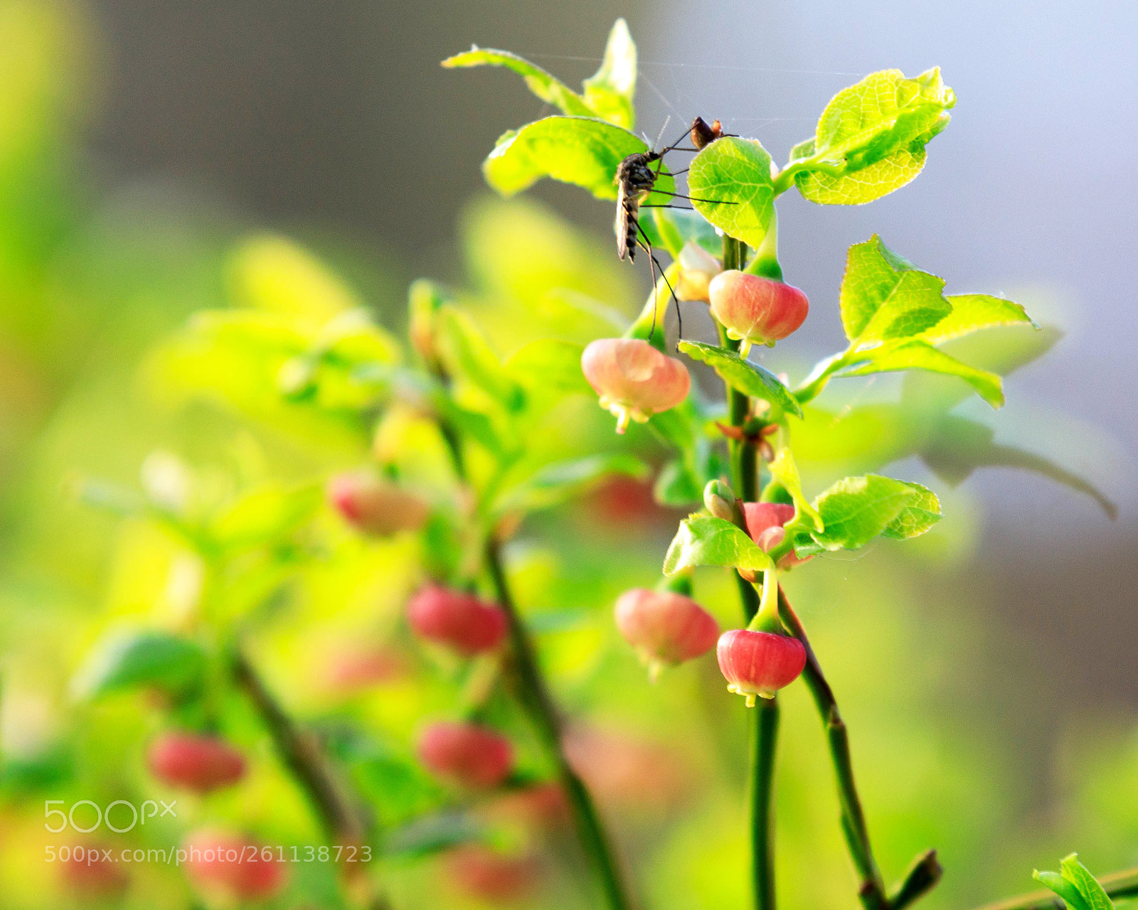 Canon EOS 5D Mark IV sample photo. European blueberry and a photography