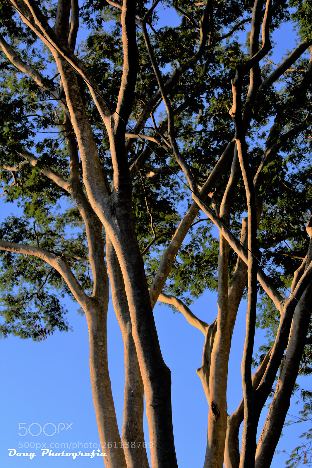Canon EOS 1200D (EOS Rebel T5 / EOS Kiss X70 / EOS Hi) sample photo. Tree!!! photography
