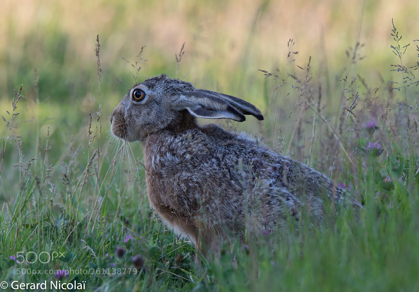 Canon EOS 7D Mark II sample photo. Hare photography