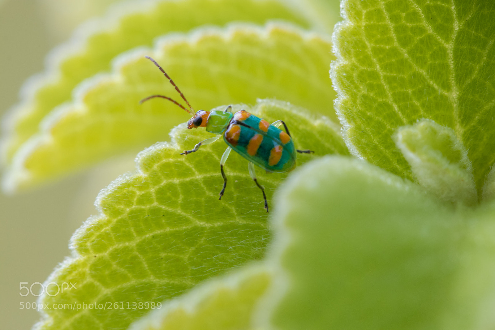 Canon EOS 80D sample photo. Green on green photography