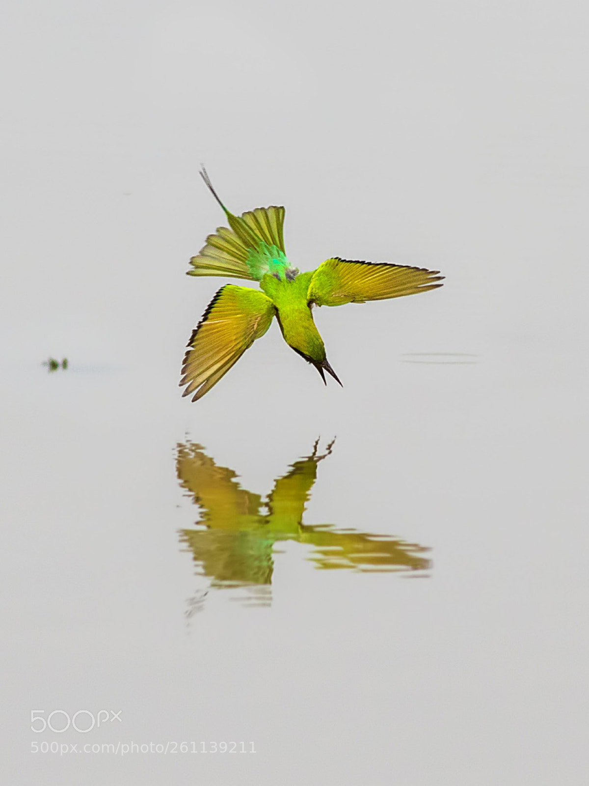 Canon EOS 7D Mark II sample photo. Green bee eater photography