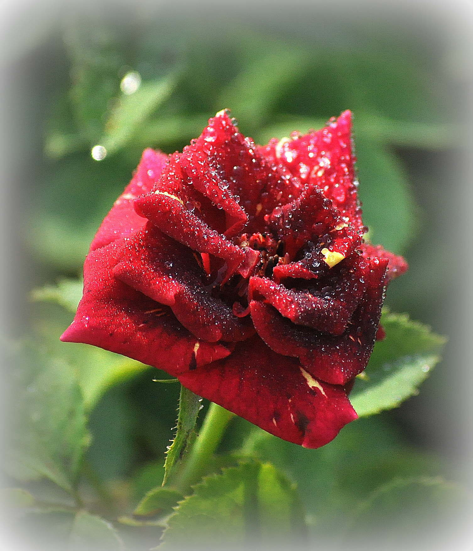 Nikon D90 sample photo. Touched rose photography