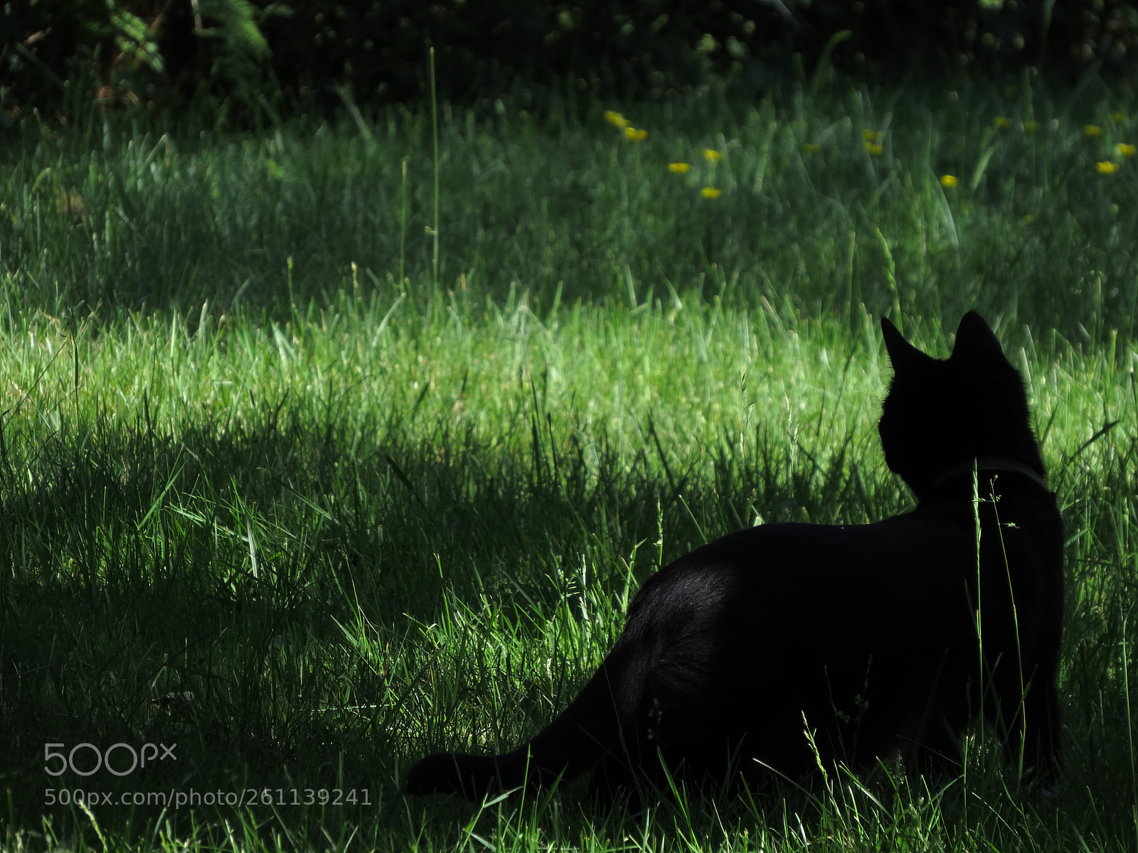 Canon PowerShot SX50 HS sample photo. Cat in the grass photography