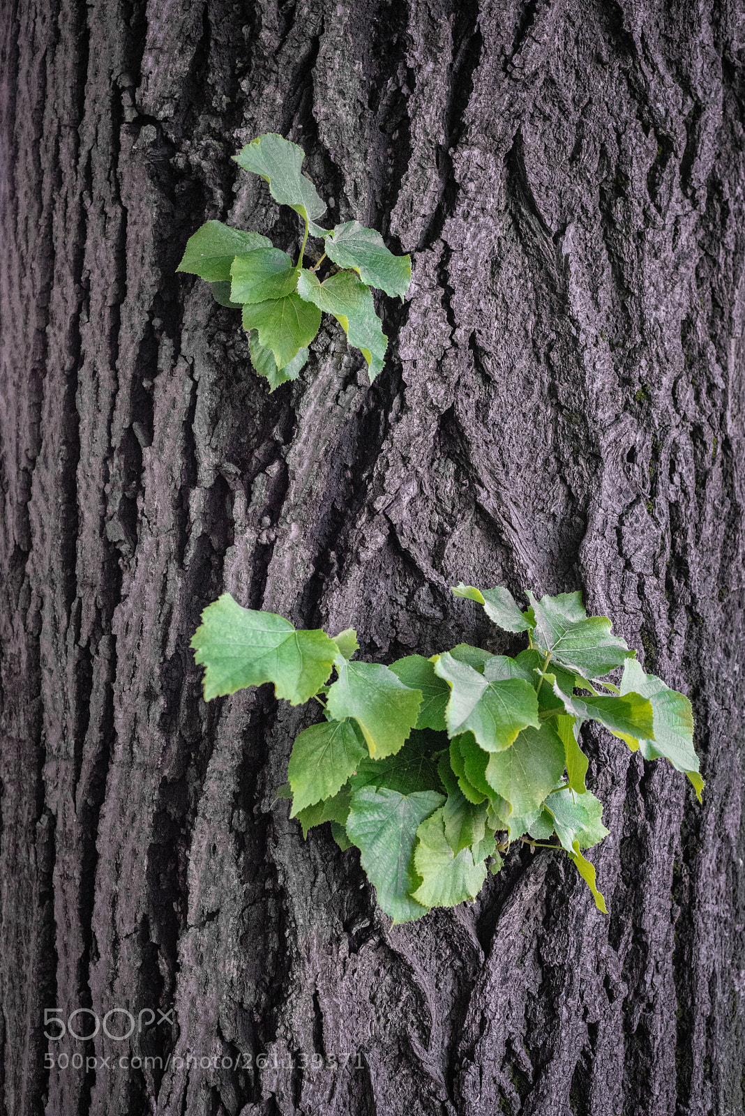 Nikon D750 sample photo. Renewal photography