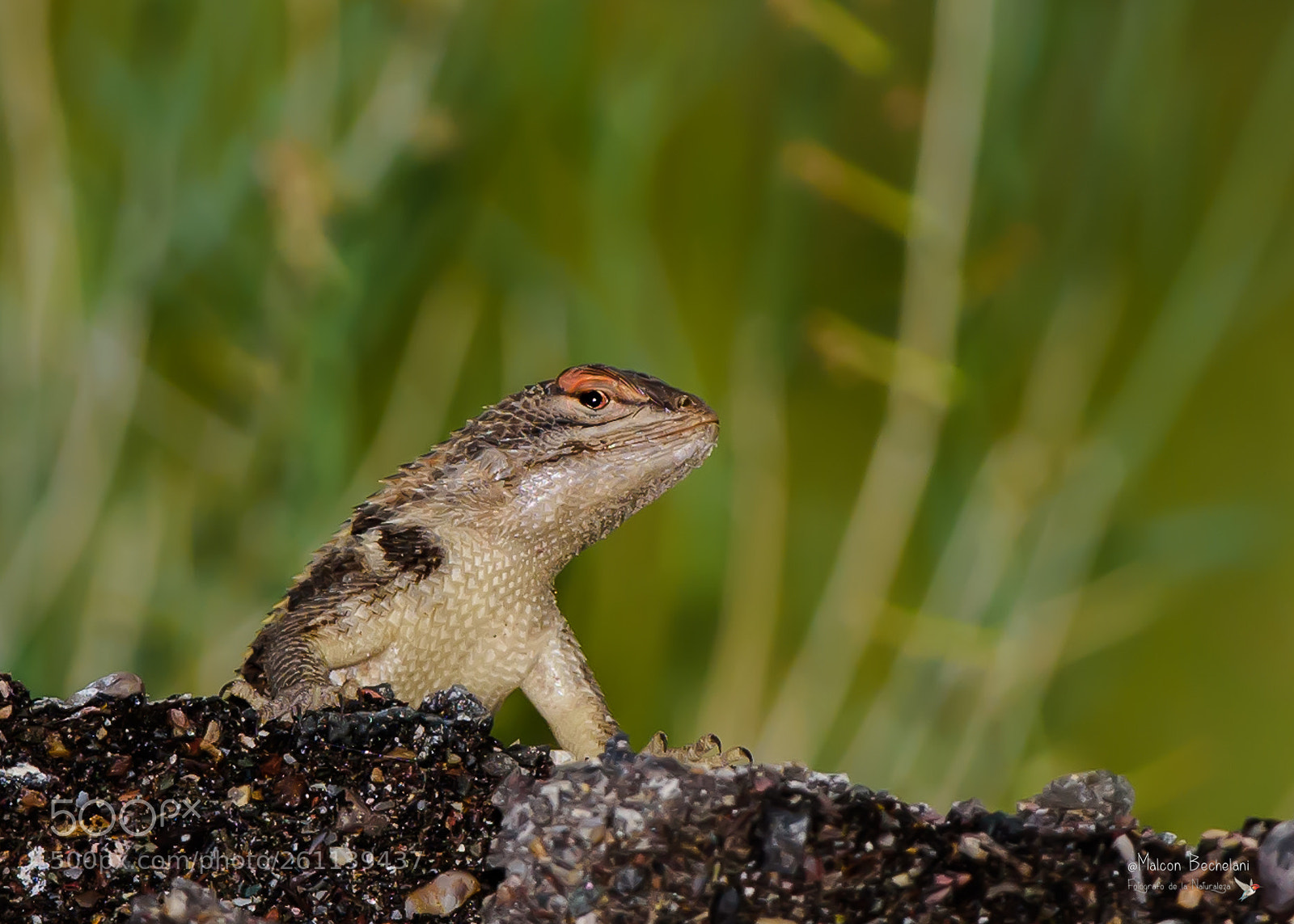 Nikon D810 sample photo. Mbs photography