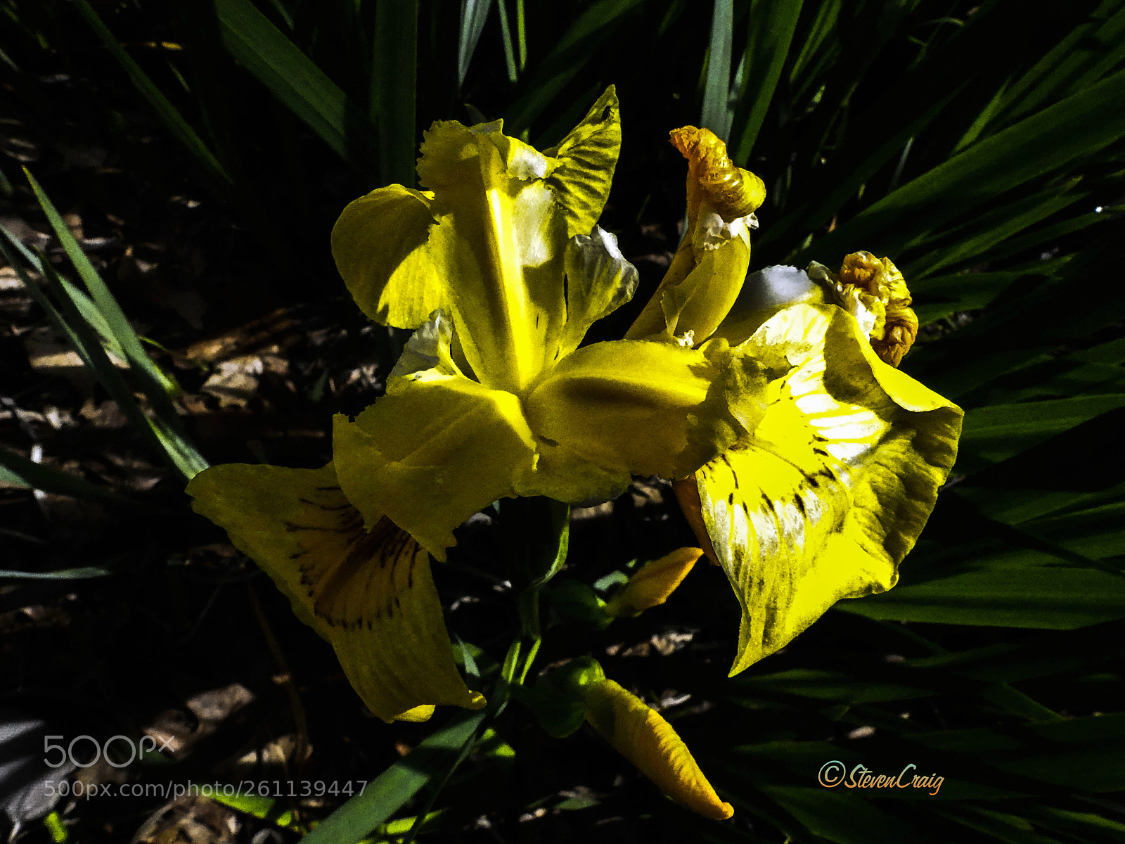 Panasonic Lumix DMC-FZ300 sample photo. Water iris photography