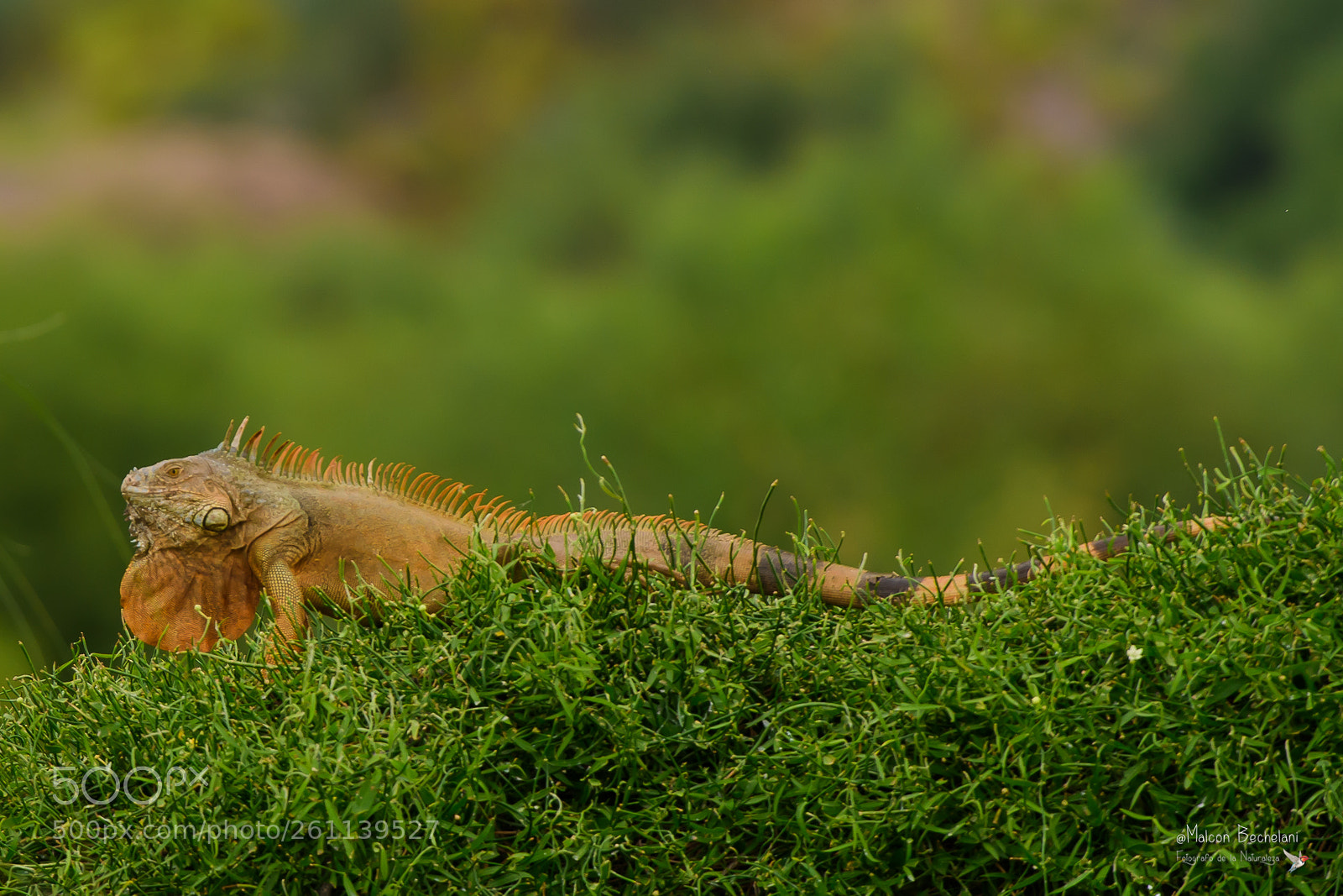 Nikon D810 sample photo. Mbs photography