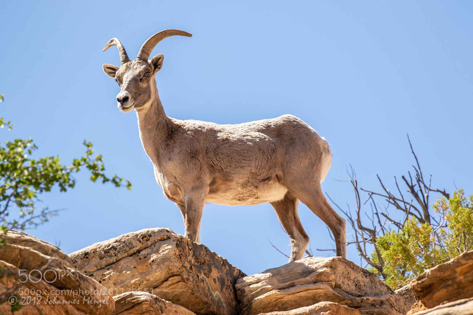 Canon EOS 7D Mark II sample photo. Sheep on the rocks photography