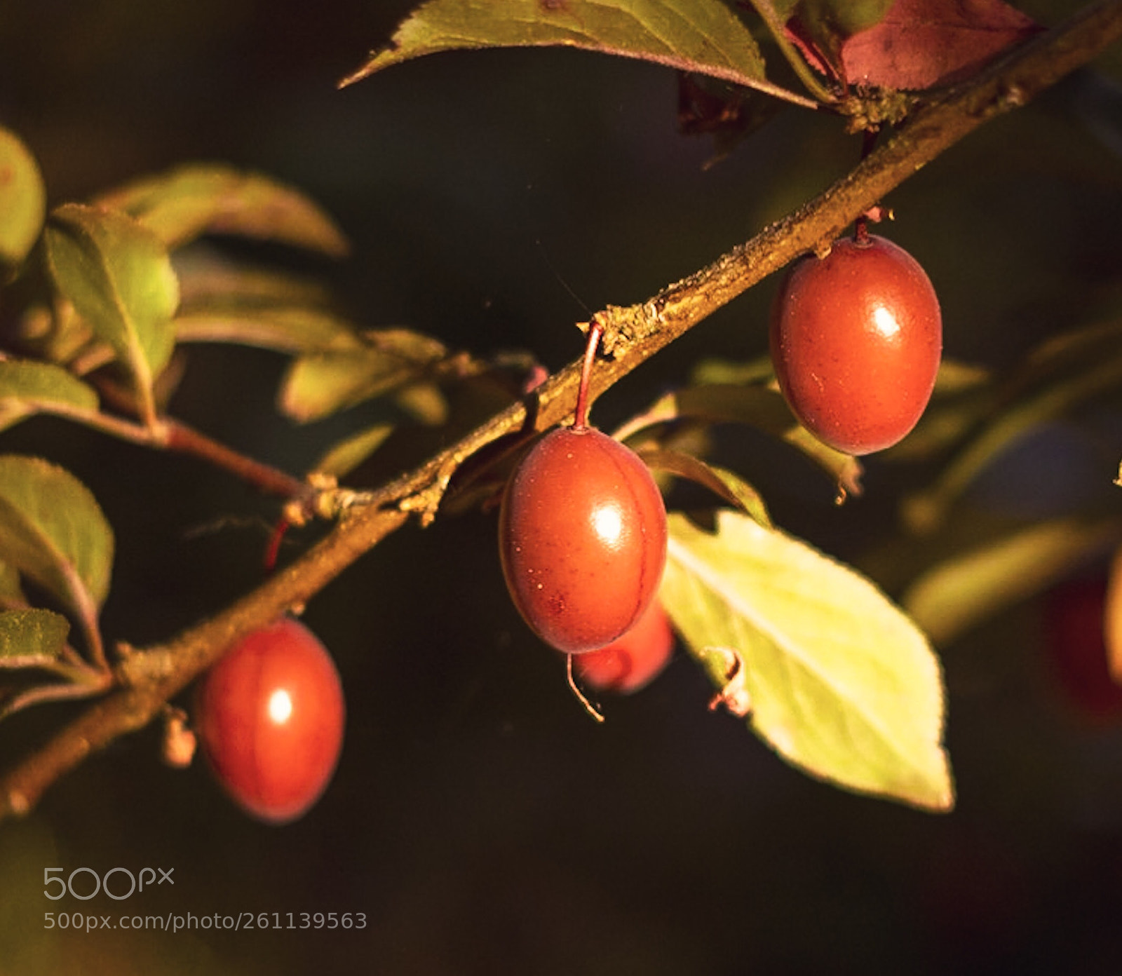 Sony a7R sample photo. Plumes  photography