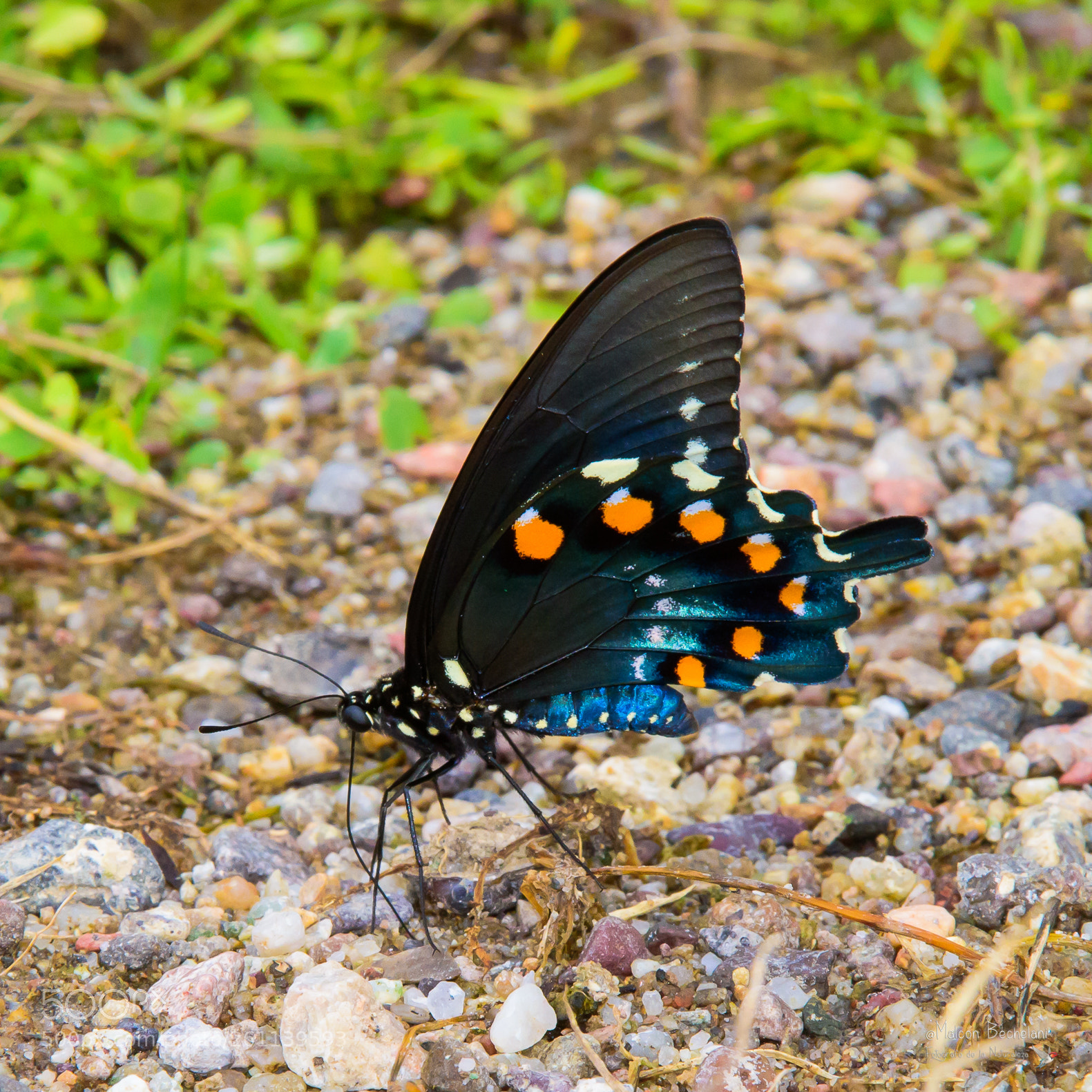 Nikon D810 sample photo. Mbs photography