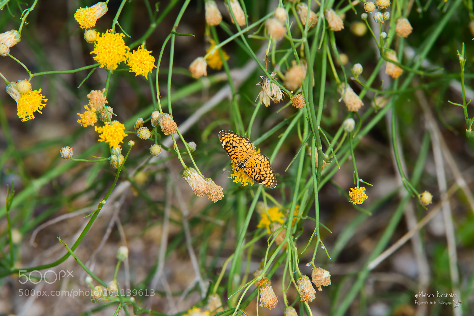 Nikon D810 sample photo. Mbs photography