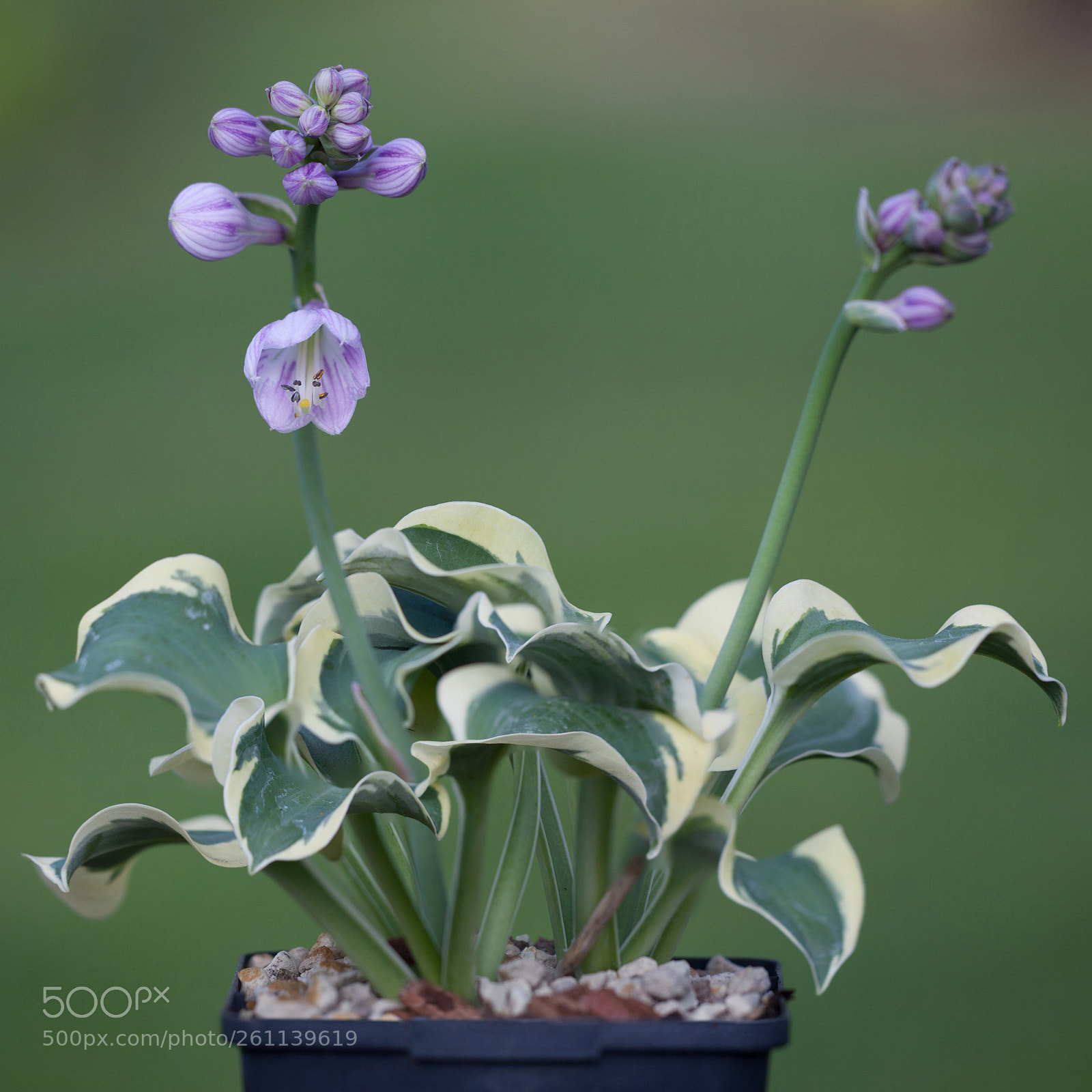 Canon EOS 5D Mark II sample photo. H_ms_2_gr photography