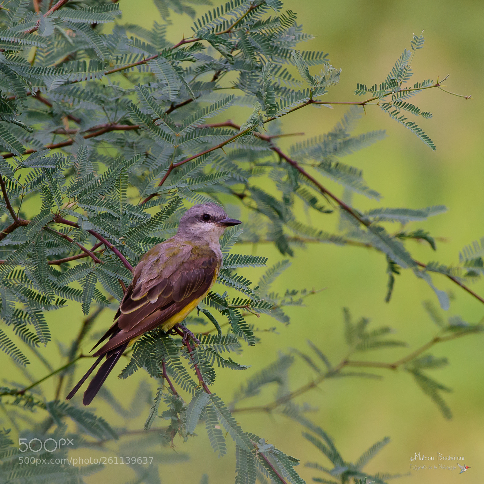 Nikon D810 sample photo. Mbs photography
