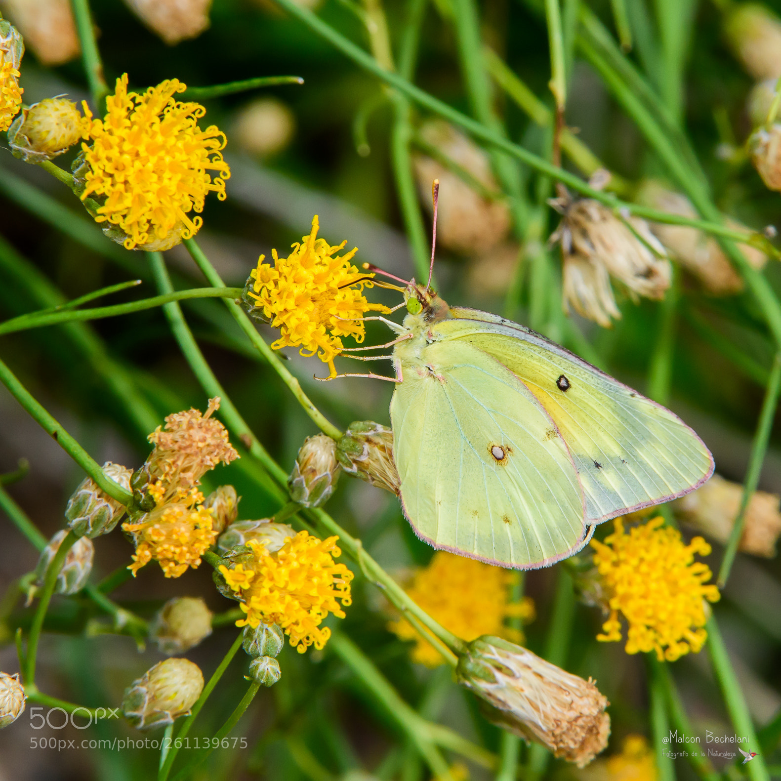 Nikon D810 sample photo. Mbs photography