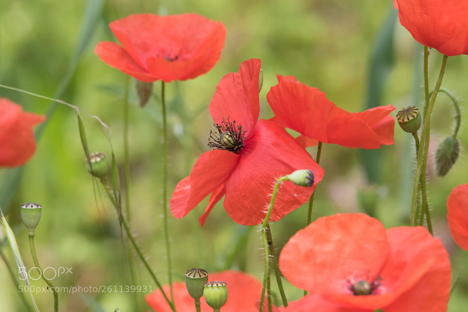 Canon EOS 7D Mark II sample photo. Poppy photography