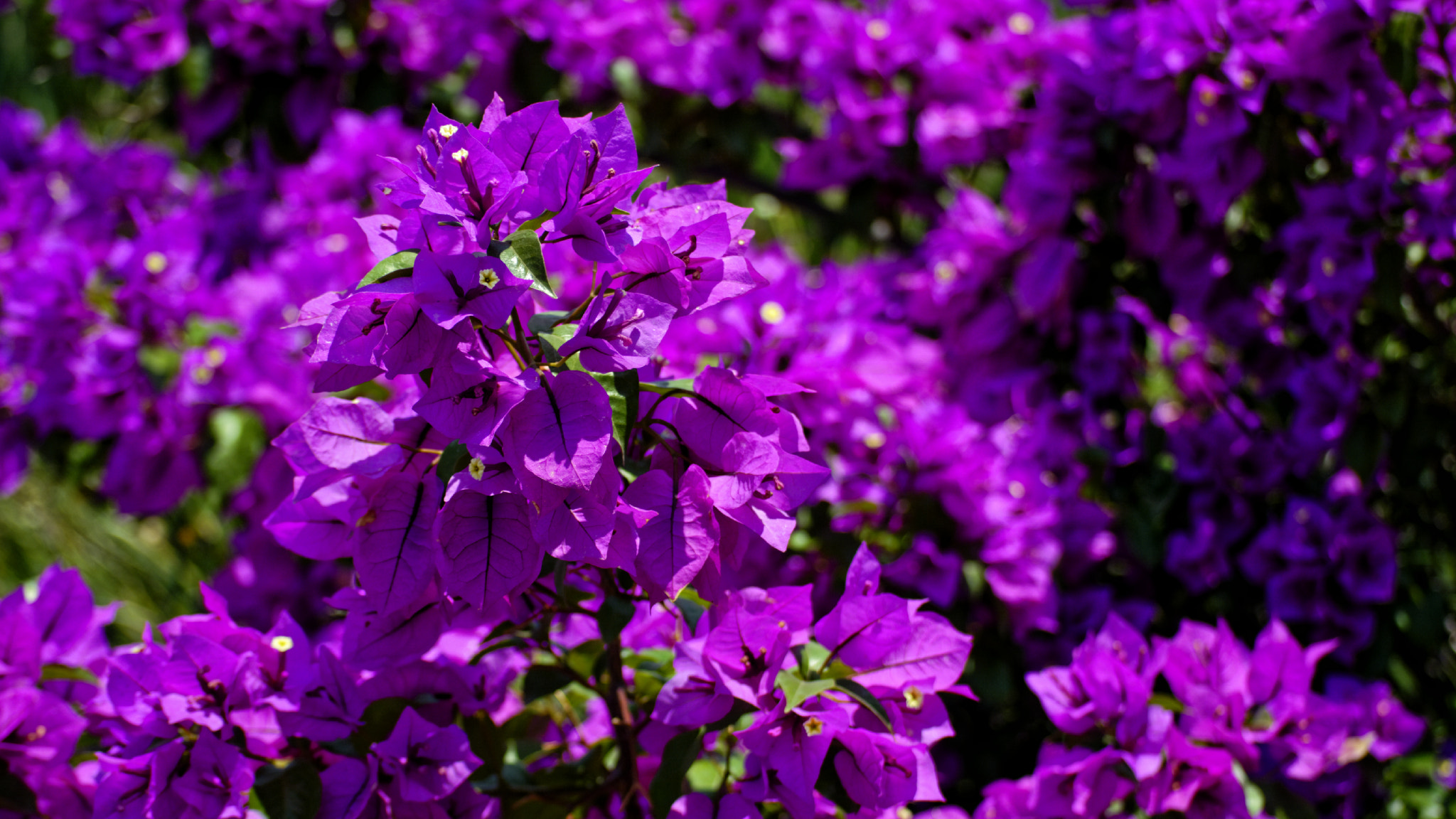 Nikon D3200 sample photo. Bugambilias photography