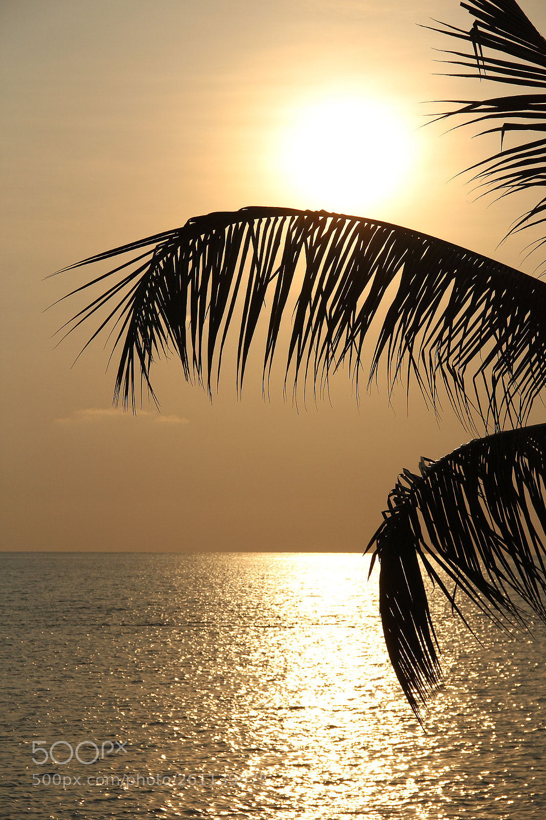 Canon EOS 600D (Rebel EOS T3i / EOS Kiss X5) sample photo. The palm tree's balancing photography