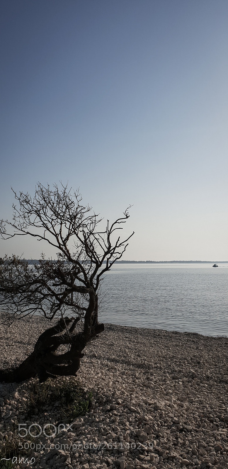 Samsung Galaxy S9+ sample photo. Hold the tree. photography