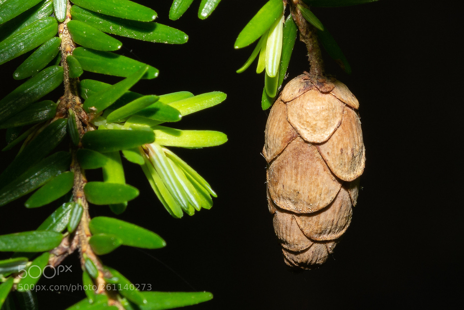 Nikon D7100 sample photo. Baby cone photography