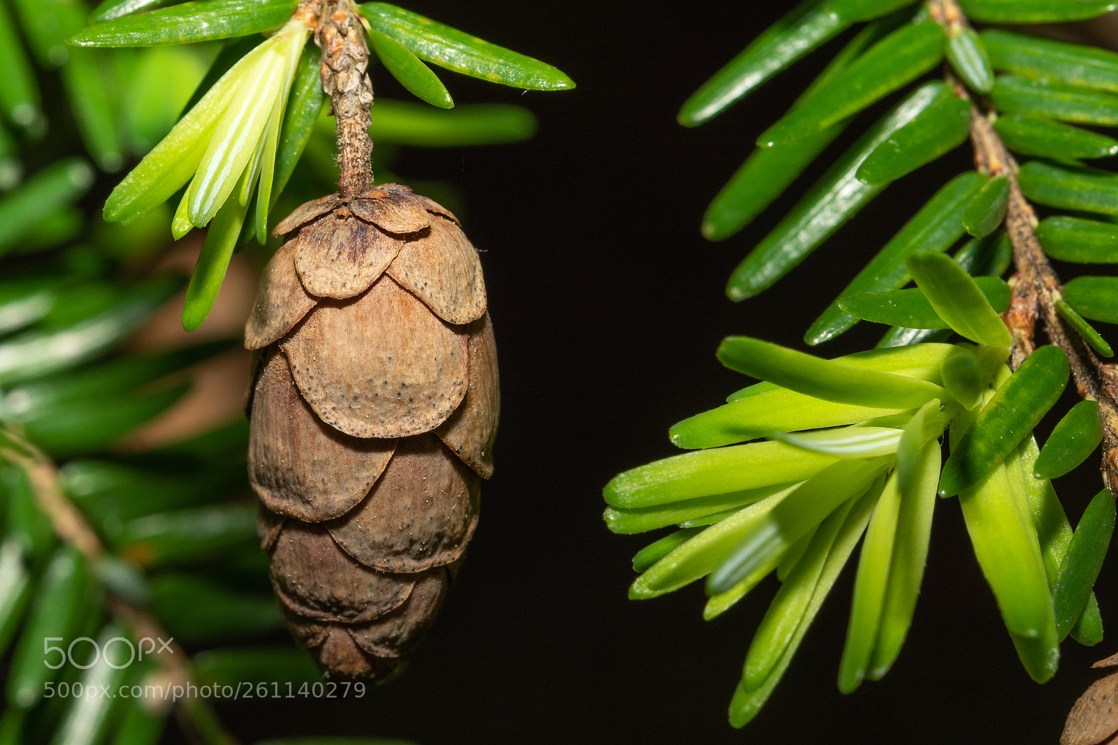 Nikon D7100 sample photo. Baby cone photography
