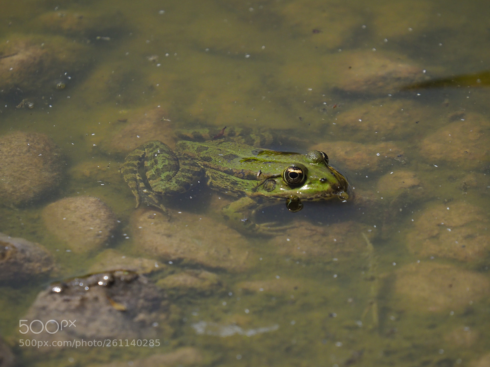Olympus OM-D E-M10 II sample photo. Froggy water photography