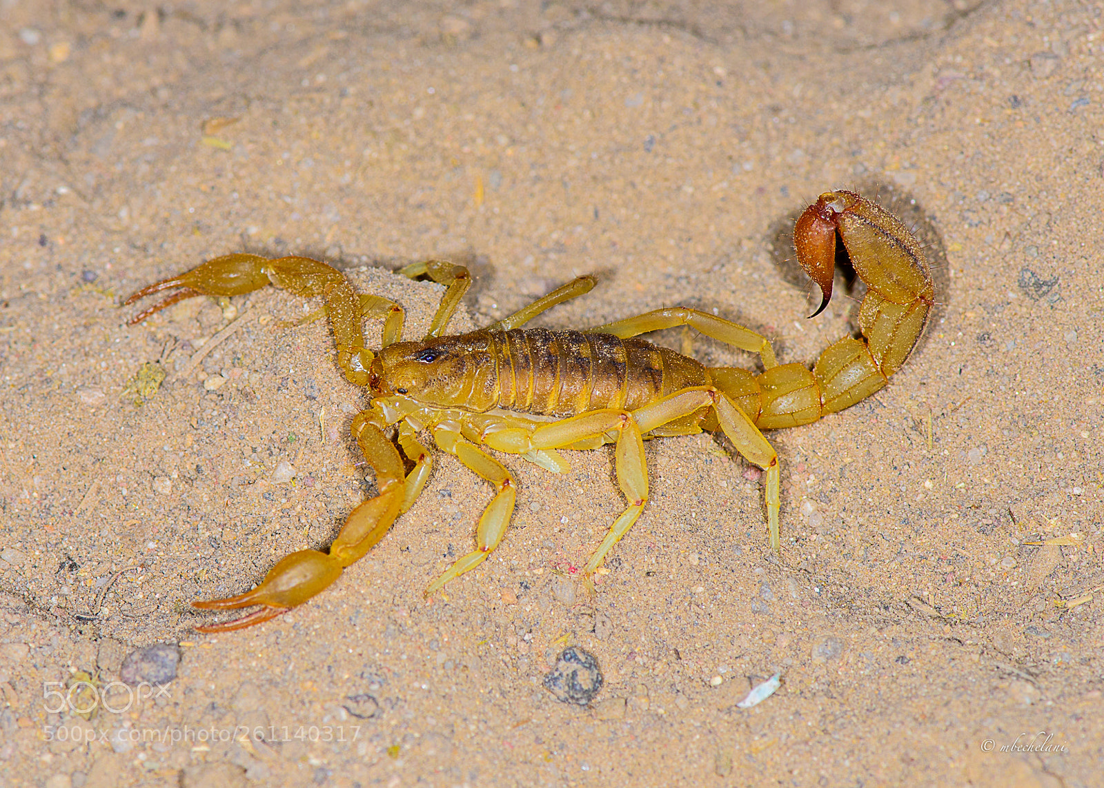 Nikon D800 sample photo. Dsc photography