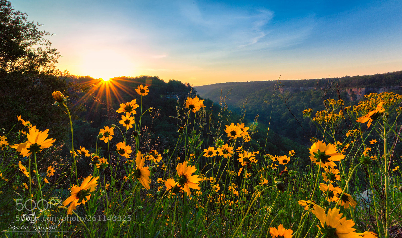 Canon EOS 60D sample photo. Morning with wild flowers photography