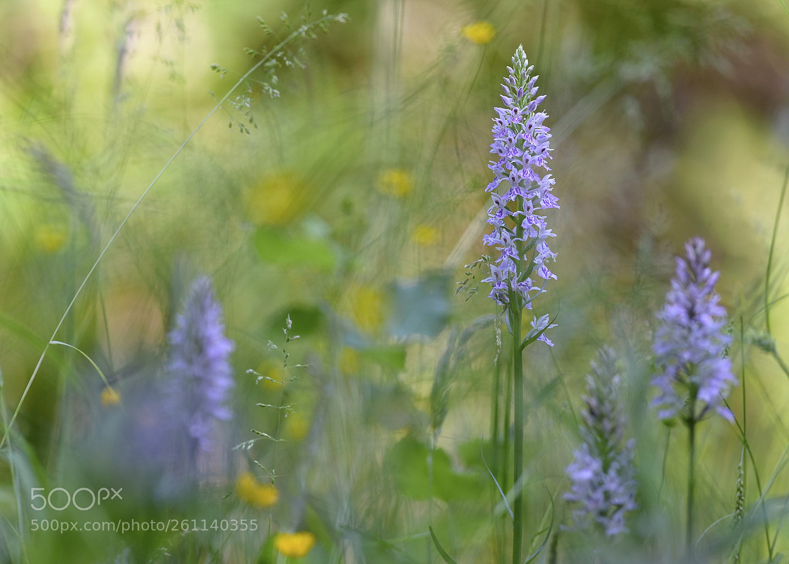 Nikon D750 sample photo. Summer beauty #2 photography